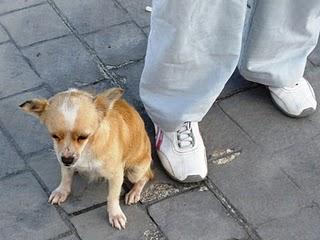 LILI, CHIQUITITA QUE BUSCA UN HUEQUITO EN UN HOGAR.