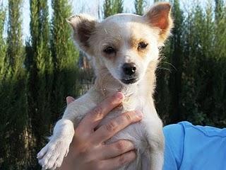 LILI, CHIQUITITA QUE BUSCA UN HUEQUITO EN UN HOGAR.