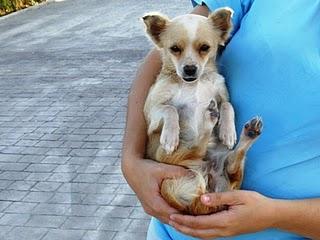 LILI, CHIQUITITA QUE BUSCA UN HUEQUITO EN UN HOGAR.