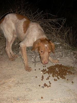 Perrito de callejeros en condiciones miserables. Alcala la Real (Jaén)