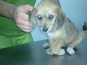 Cachorra tirada ventanilla urge operarla fractura abierta. (SEVILLA)