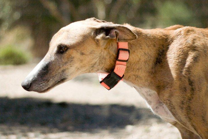 Minuto.... otro galgo sin suerte