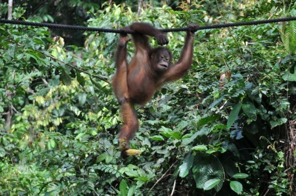 Aqui están los Orangutanes
