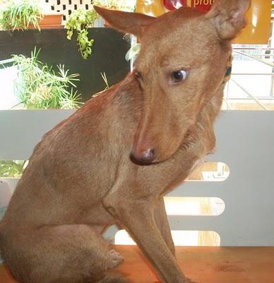 Cupper, el podenco olvidado.
