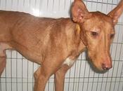 Cupper, podenco olvidado.