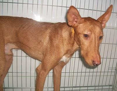 Cupper, el podenco olvidado.