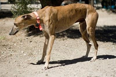 Minuto, un galgo sin suerte.