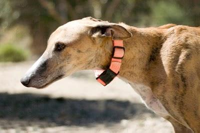 Minuto, un galgo sin suerte.