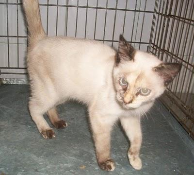 URGENTE! cruce de siamesito demasiado bueno para la calle (Murcia)