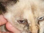 URGENTE! cruce siamesito demasiado bueno para calle (Murcia)