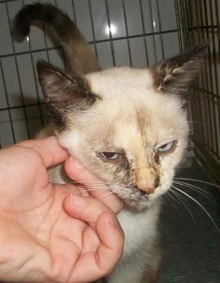 URGENTE! cruce de siamesito demasiado bueno para la calle (Murcia)