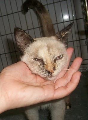 URGENTE! cruce de siamesito demasiado bueno para la calle (Murcia)