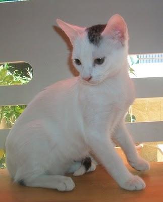 Jason, un pequeño superviviente (Murcia)