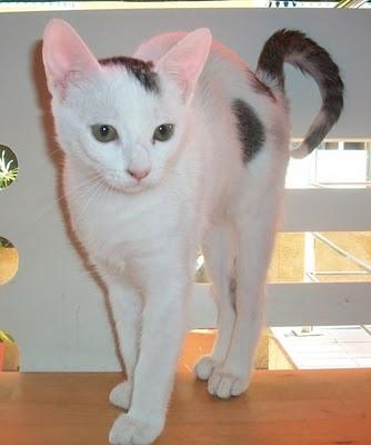 Jason, un pequeño superviviente (Murcia)