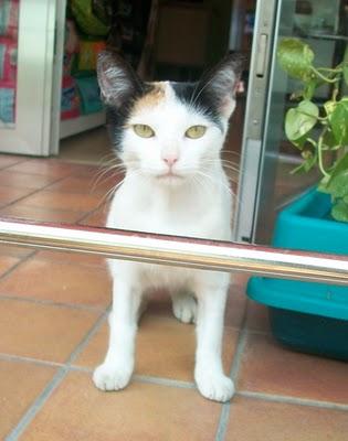 Yesi gatita tricolor que necesita un verdadero hogar (Murcia)