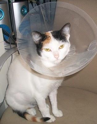 Yesi gatita tricolor que necesita un verdadero hogar (Murcia)