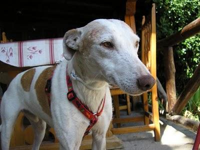 SAM, GALGUITO PRECIOSO. MUCHO TIEMPO ESPERANDO