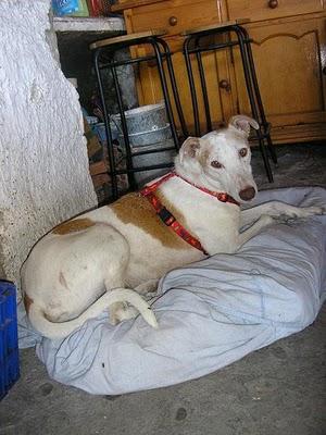 SAM, GALGUITO PRECIOSO. MUCHO TIEMPO ESPERANDO