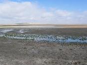 americana Campiña Sevillana (Tryngites subruficollis)" 11/10/10