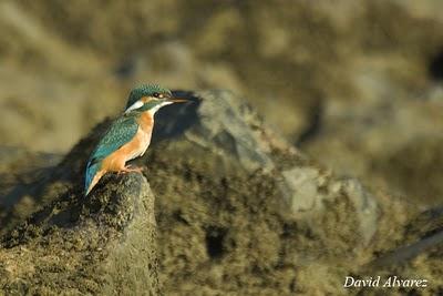 Un martín pescador en la playa