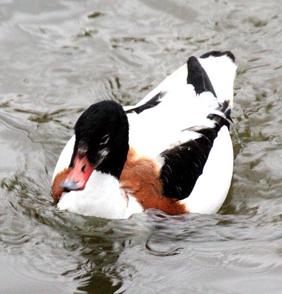 TARRO BLANCO-TADORNA TADORNA-COMMON SHELDUCK