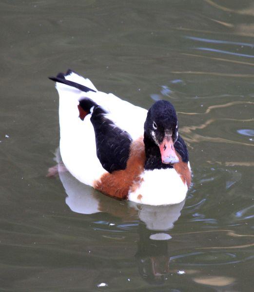 TARRO BLANCO-TADORNA TADORNA-COMMON SHELDUCK