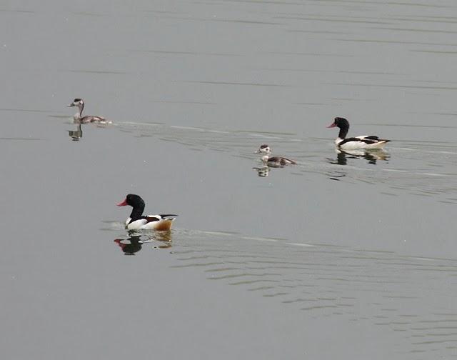 TARRO BLANCO-TADORNA TADORNA-COMMON SHELDUCK