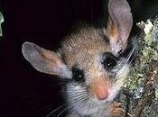 Harvard investigan ratones pueden "oler"