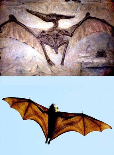 Pterodáctilo (arriba) y Zorro volador