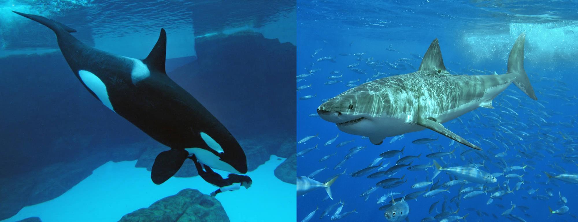 Orca (orcinus orca) y Tiburón (Carcharodon carcharias)