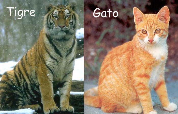 Tigre y Gato copy