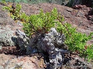 Foto curiosa: Bonsai de sabina