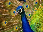 enigma Darwin supervivencia bellos