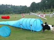 L'agility-dog