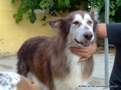 Murcia, Alaka Malamute.