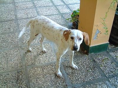 Barbate, perrito acogido en un garaje.