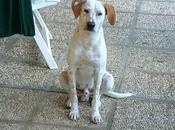 Barbate, perrito acogido garaje.