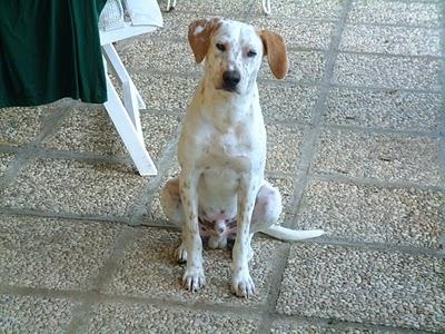 Barbate, perrito acogido en un garaje.