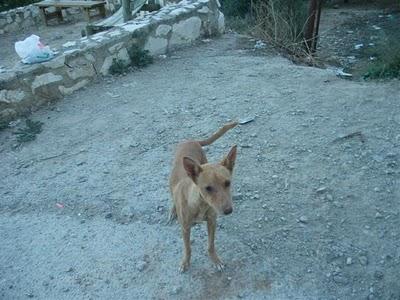Córdoba, podenquita en riesgo de caer en manos desaprensivas.