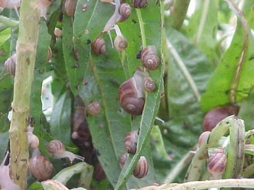 Del campo a la tapita