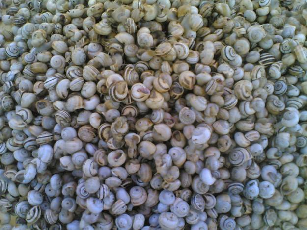 Del campo a la tapita