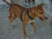 Power, podenco empieza perder miedo humanos, podemos fallarle.Málaga