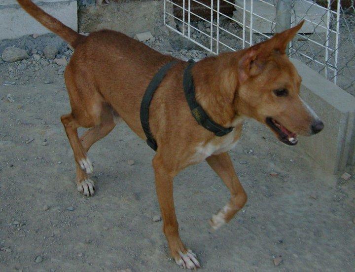Power, un podenco que empieza a perder el miedo a los humanos, no podemos fallarle.Málaga