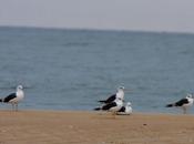 Gaviotas doñana-matalascañas