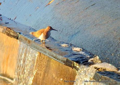 Jornada nº 134  por el Parc Fluvial y Desembocadura del Besós