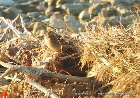 Jornada nº 134  por el Parc Fluvial y Desembocadura del Besós