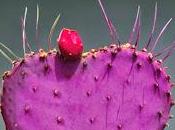 RESEÑA "QUIERO MISMO CASADO (Editorial Esencia)