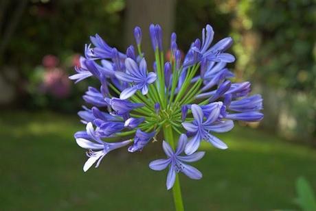 Flores de Agapanto