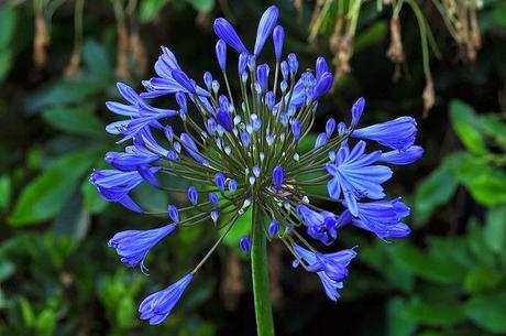 Flores de Agapanto