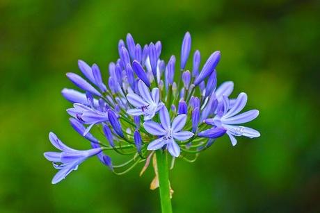 Flores de Agapanto